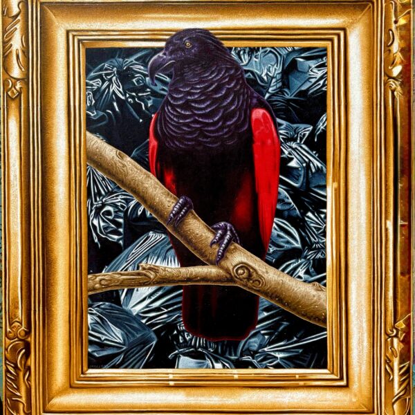 Photo of Dracula Parrot
